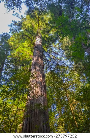 Giant redwood trees in Redwood national park, California.