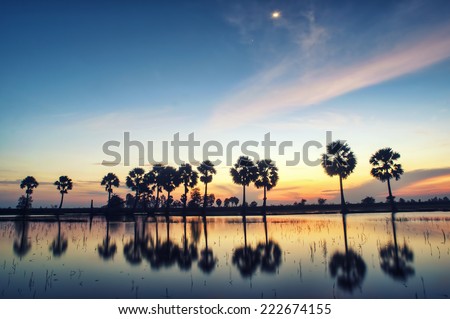 Colorful sunset or sunrise landscape with silhouettes of palm trees ( Borassus flabellifer ) on the rice field at Tinh Bien frontier, An Giang province, Mekong Delta, Vietnam