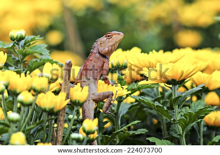 Brown lizard , tree lizard , details of lizard skin bar on chrysanthemum