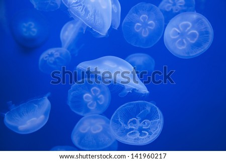 Close up of white medusas swimming under water