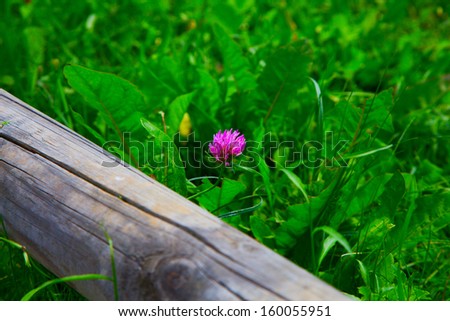 Red clover in a green grass field
