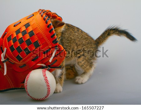 Cat inside a baseball glove over white background