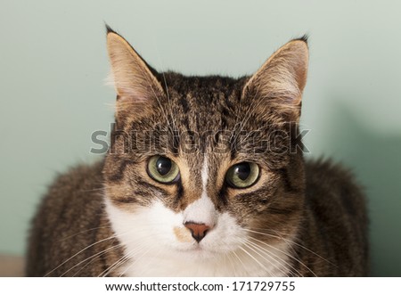Cat preparing to jump, close up of face
