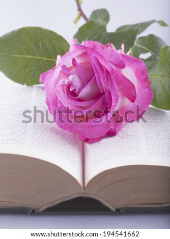 White and pink rose over open book, focus on the rose