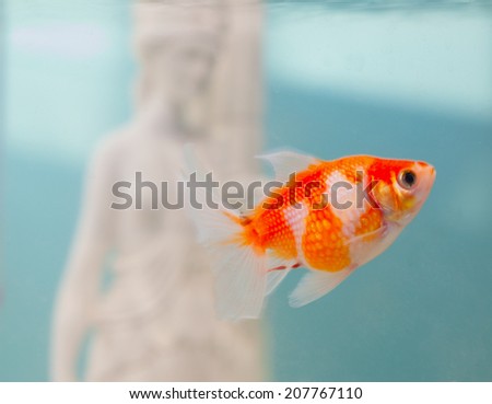Pearlscale goldfish in close up, swimming in a bowl