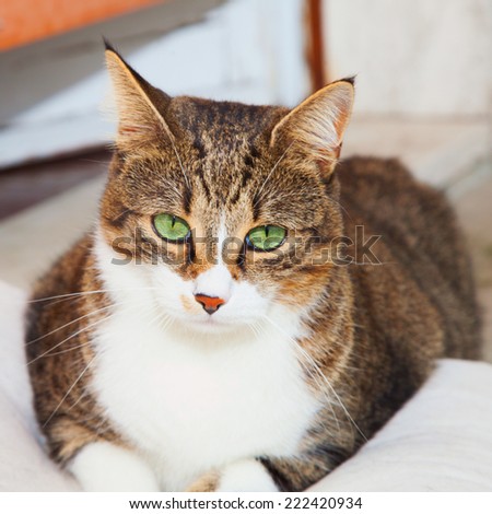 Green eyed cat sitting on a pillow
