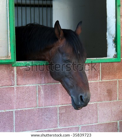 Portrait of a dark sleeping horse in a box