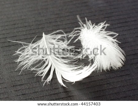 Two white feathers near on a black background