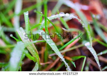 Water drops on top of little branches of grass