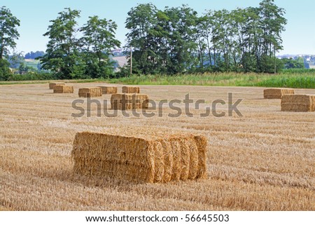 Field of wheat with square bales, trees in the background