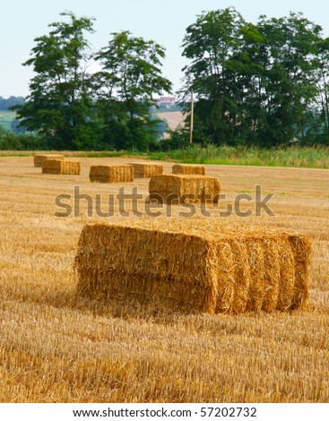 Field of wheat with square bales, trees in the background