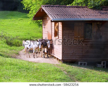 Two cute donkeys near to a wooden house in the grass