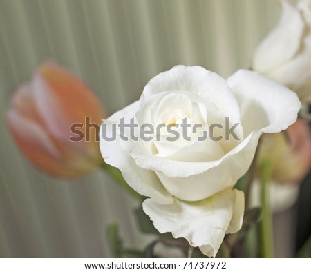 A white rose in a bunch, shallow depth of field