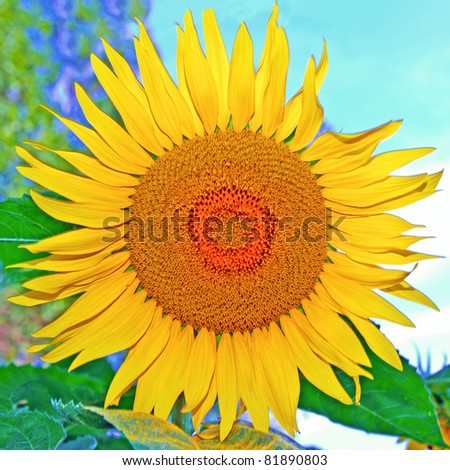 A yellow sunflower with blue sky on the back