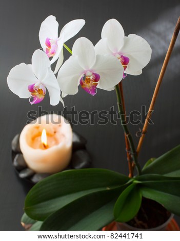 Plant of Orchid near a big white lit candle