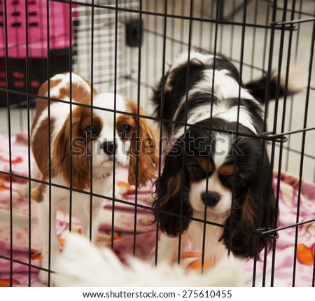 Sad dogs in a cage, looking at another dog outside, square image