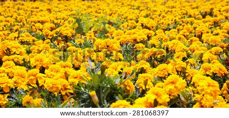 Yellow carnations in full field, horizontal image