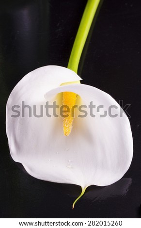 White calla over black reflecting background, vertical image