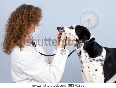 Vet With Dog In Surgery