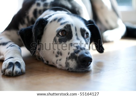 resting dalmatian dog lying in stain of the sun