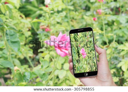 Man hand taking photo rose flowers with smartphone