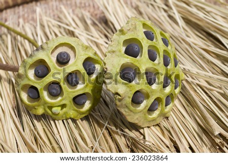 black lotus seed in dry flower on threshing basket