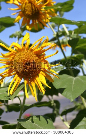 sun flower and  blue sky, Sunflower field
