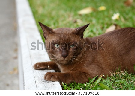 brown cat and blue eye, relaxing cat in the garden