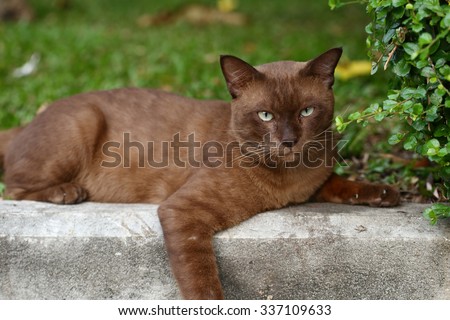 brown cat and blue eye, relaxing cat in the garden