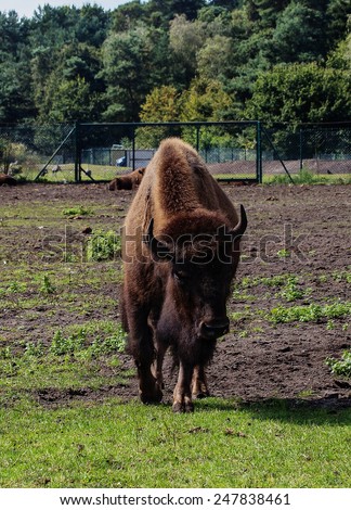 portrait of huge  the European bison in captivity,Safari Park Germany.European bison