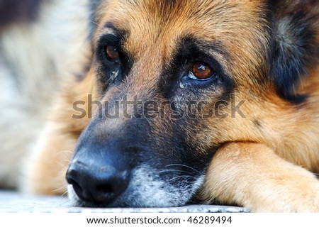 http://image.shutterstock.com/display_pic_with_logo/263503/263503,1265712718,2/stock-photo-closeup-of-a-german-shepherd-dog-leaning-on-ground-with-sad-face-46289494.jpg