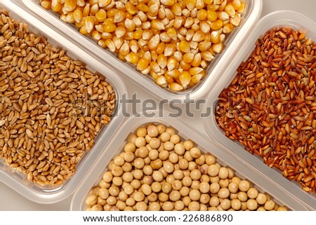 Healthy grain food selection in plastic Bowl on a Grey background. Wheat Corn Rice and Soybeans collection