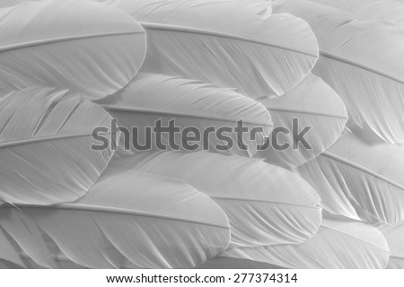 White Feathers Texture Background. Close Up View of Feathers Pattern.