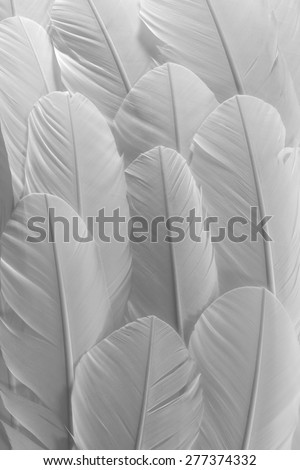 White Feathers Texture Background. Close Up View of Feathers Pattern.