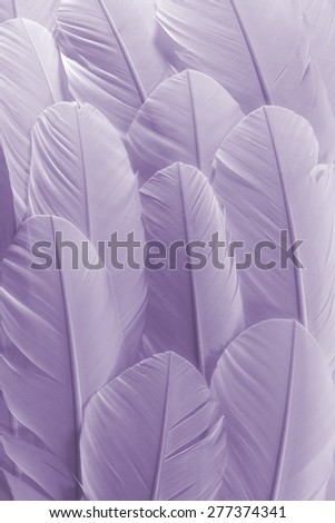 Purple Feathers Texture Background. Close Up View of Feathers Pattern.
