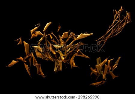 Dry Leaves and Kindling isolated on Black Background. Pile of Stick. Top View of a Heap of Leaves. Close Up Macro View