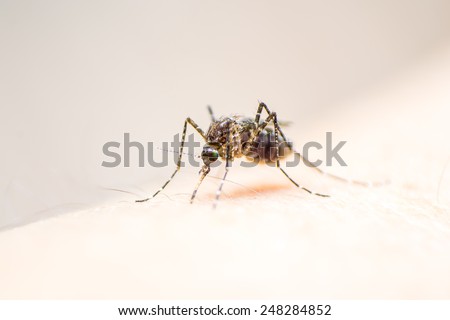 Mosquito on human skin w/ red human blood in insect\'s stomach: Tropical insect animal, danger bacteria + virus carrier cause dangerous illness/ disease - zika, flavi, malaria, flavivirus, dengue, gnat