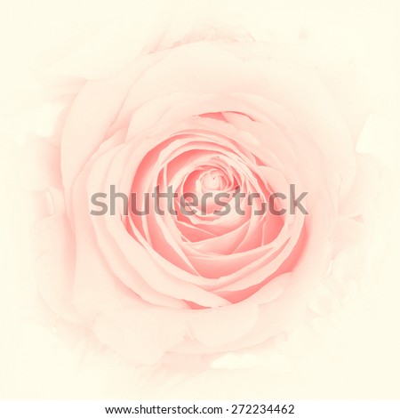 Blurred soft romantic pink rose in vintage style with vignette Blurred soft romantic pink rose in vintage style with vignette