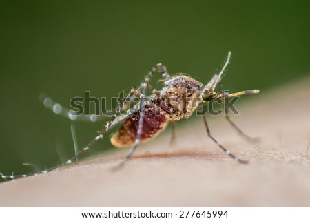 Mosquito on human skin w/ red human blood in insect's stomach: Tropical insect animal, danger bacteria + virus carrier cause dangerous illness/ disease - zika, flavi, malaria, flavivirus, dengue, gnat