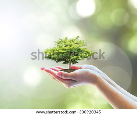 Human hands holding perfect growing tree plant on blurred natural bokeh background of tree leaves: Reforestation, sustainable forest, saving environment and building ecosystem conservation campaign