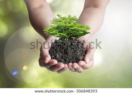 Growing tree on humus topsoil in hands (shallow focus): Isolated human hands holding big tree with top soil on blurred nature background of green leaves bokeh against sun flare Environmental concept