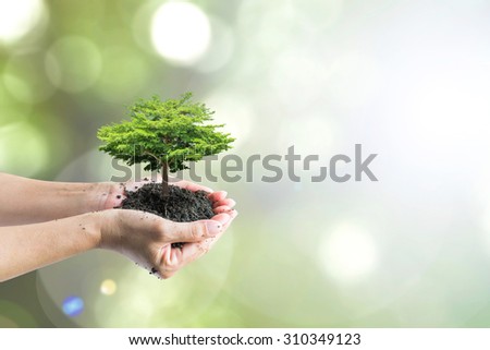 Human hands holding perfect growing arbor tree plant on blur natural bokeh background of tree leaves (focus on soil) Reforestation, sustainable eco forest, saving environment & ecosystems conservation