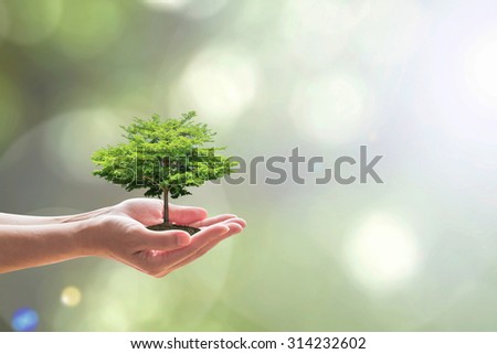 Human hands holding soil growing green tree plant on blur natural background of light greenery leaves: Reforestation, saving environment and eco/ ecosystem conservation campaign: Tree of life concept