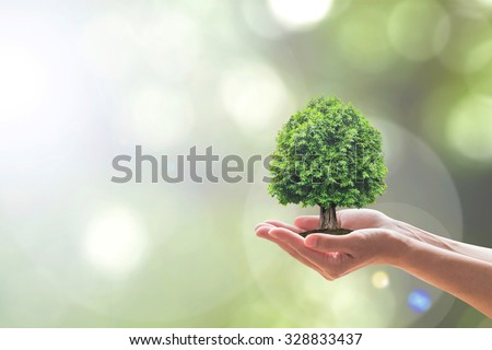 Human hand holding perfect growing tree plant on blurred natural bokeh background of greenery leaves: Reforestation, sustainable forest, saving environment and harmony ecosystems conservation campaign