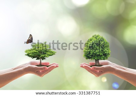 Biodiversity ecosystem concept: Two people human hands planting/ saving growing different species of tree of life with living butterfly in clean environment on blurred nature background greenery bokeh