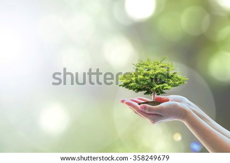 Human hands holding perfect growing tree plant on natural background greenery leaves: Arbor reforestation, sustainable bio forest, saving environment & harmony ecosystems conservation csr campaign