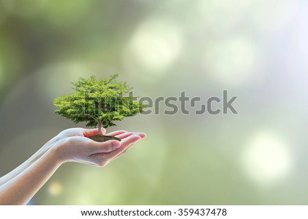 Human hands holding perfect growing tree plant on blur natural background greenery leaf: Arbor reforestation, sustainable bio eco forest saving environment, harmony ecosystem conservation csr campaign