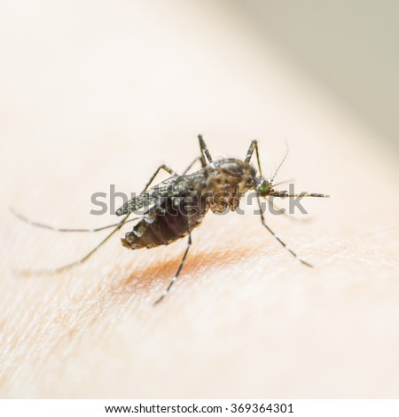 Mosquito on human skin w/ human blood in insect's stomach: Tropical insect animal, danger bacteria + virus carrier cause dangerous illness/ disease - zika, flavi, malaria, flavivirus, dengue, gnat