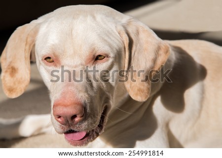 Close-up American yellow labrador\'s face with blurred body on sitting position