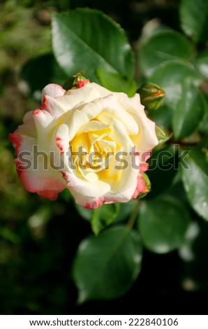 One light-yellow rose with pink outline in leaves